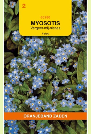 Vergissmeinnicht Indigo (Myosotis) 750 Samen OBZ